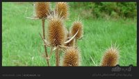 teasel_