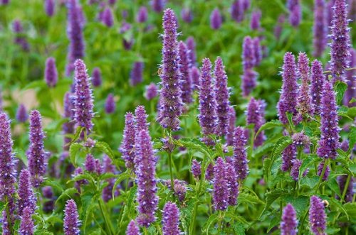 Hyssop