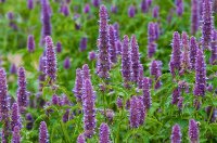 Hyssop