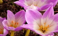 Colchicum