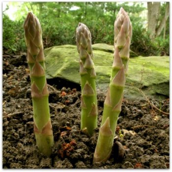 asparagus-growing-1000x1000