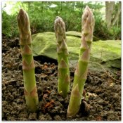 asparagus-growing-1000x1000