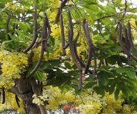 1536166876_stula-baghdisir