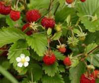 fragaria vesca