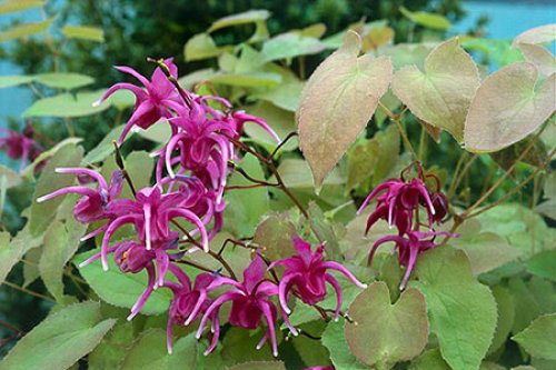 epimedium-grandiflorum-01