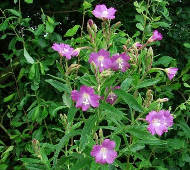 Willowherb(Great)_2007_07_27_HallRoad_Formby_Freshfield_619p6