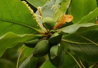 Terminalia_catappa_Fruit_flowers