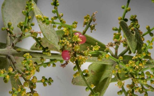 خواص-درخت-مسواک