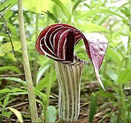 Arisaema-triphyllum-1