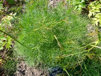 Peucedanum_officinale_'hogs_fennel'_2007-06-02