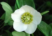 white-hellebore (1)