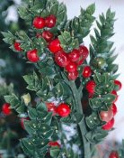 کوله-خاس-Asparagaceae-Ruscus-hyrcanus