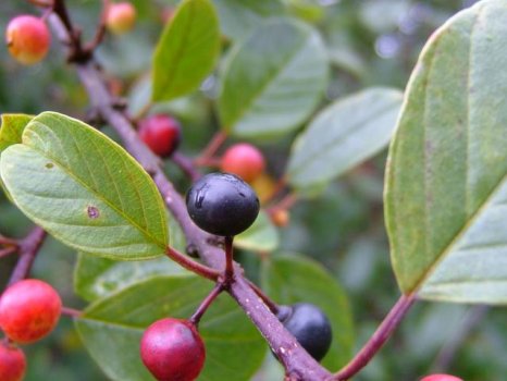 frangula_alnus_alder_buckthorn_berries11-08-04Frangula alnus