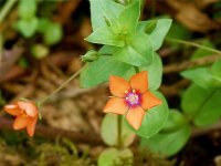 آناغالس-2000x1500