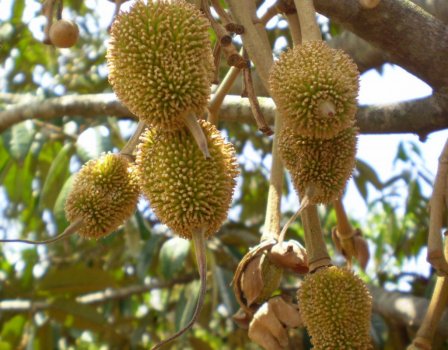 Tender_fruits_Durian_tree-1024x800