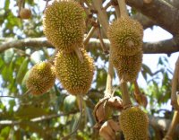 Tender_fruits_Durian_tree-1024x800