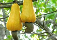 plant-anacardium-occidentale-og