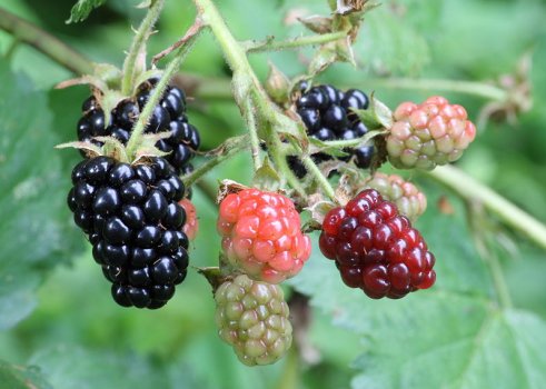 800px-Ripe_ripening_and_green_blackberries