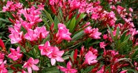 Nerium_oleander_flower3