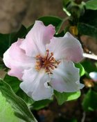 Quince_flower