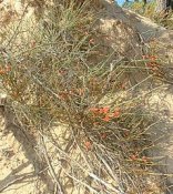 Ephedra_distachya