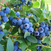 GOLDTRAUBE-bluberry