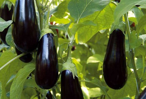 Eggplant-9-720x491